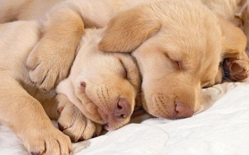 спящие щенки